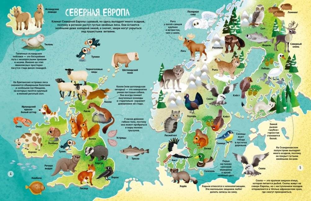 Мир животных в картинках фото книги 3
