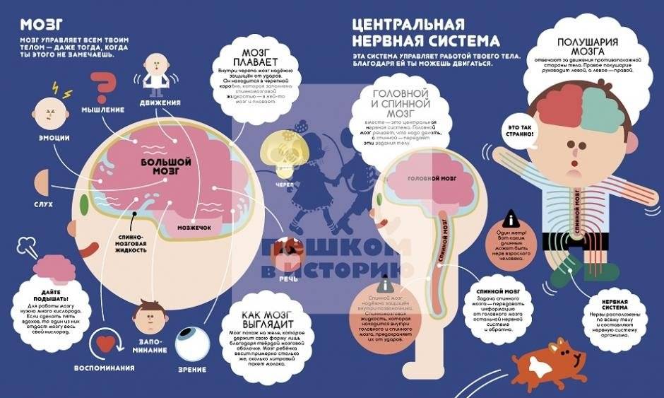 Учимся вместе с Олли и Молли. Человек фото книги 2