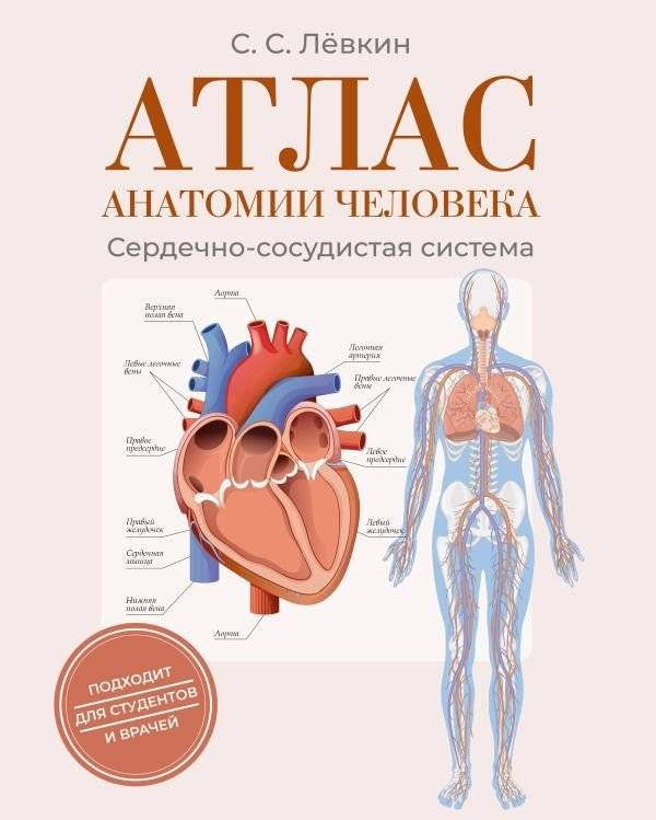 Атлас анатомии человека. Сердечно-сосудистая система | Human Anatomy Atlas: Cardiovascular System