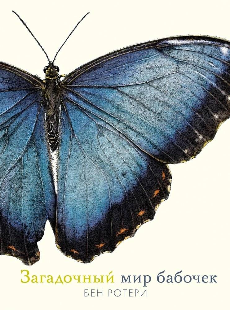 Загадочный мир бабочек | The Mysterious World of Butterflies
