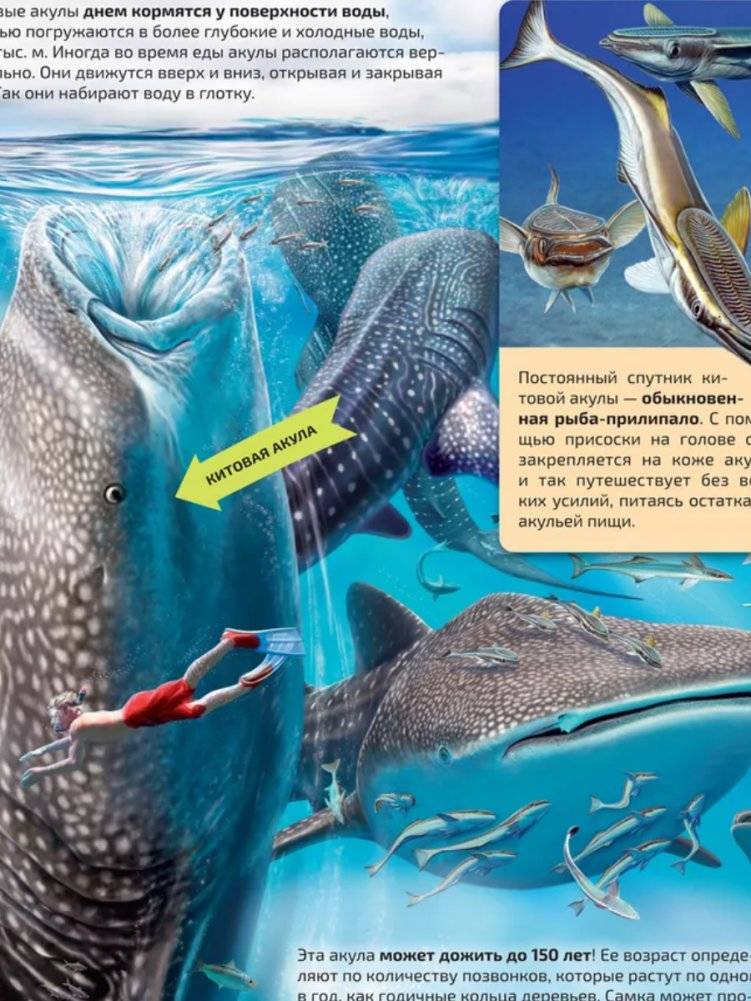 Моря и океаны. Иллюстрированный атлас фото книги 4