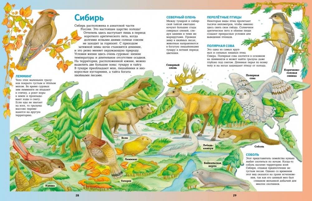Атлас животных в картинках. Путешествие вокруг света фото книги 4