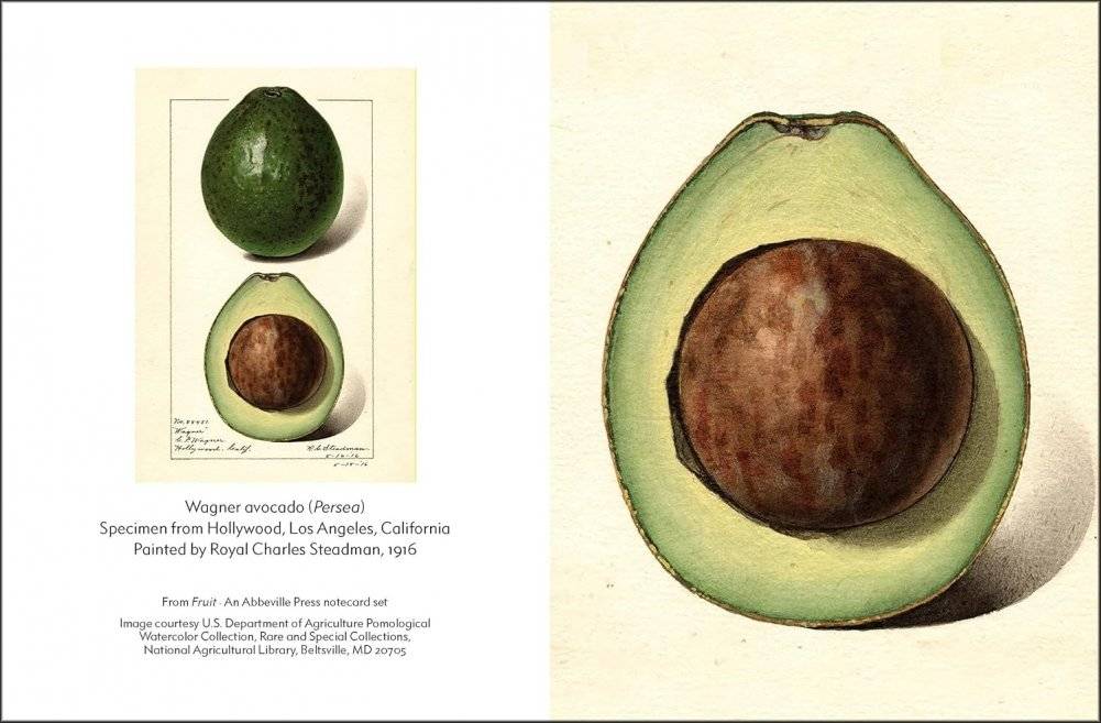 Fruit (an abbeville notecard set): Selections from the USDA Pomological Watercolor Collection (Detailed Notes) фото книги 2
