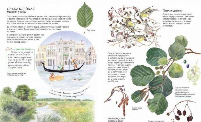 Софи в мире деревьев фото книги 6