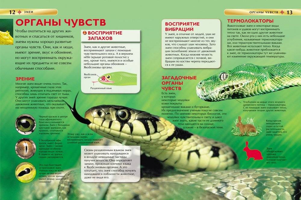 Змеи. Детская энциклопедия фото книги 2