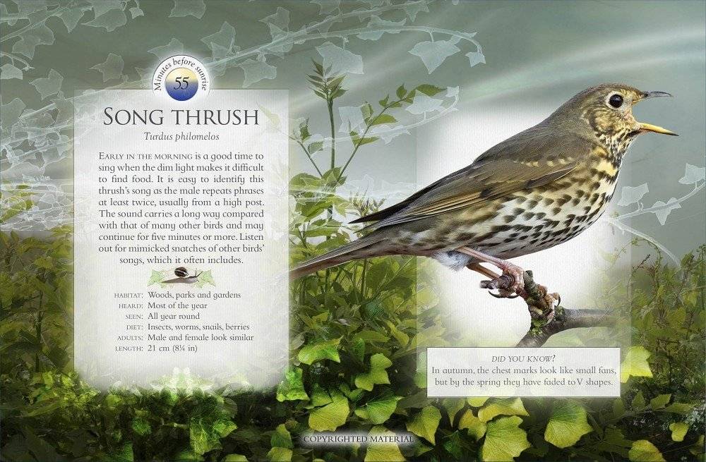 The Little Book of the Dawn Chorus. Sound Book фото книги 4
