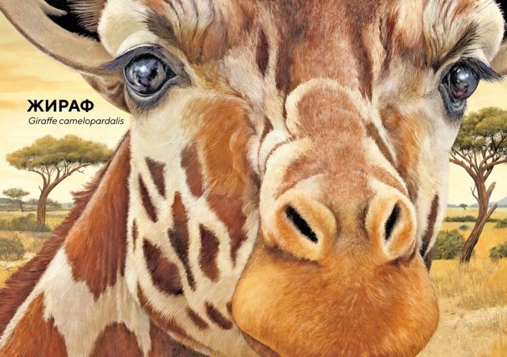 Животные Африки в натуральную величину фото книги 2