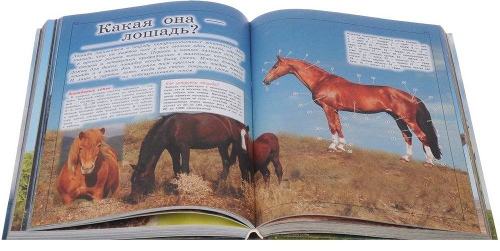 Большая детская энциклопедия обо всем на свете фото книги 3