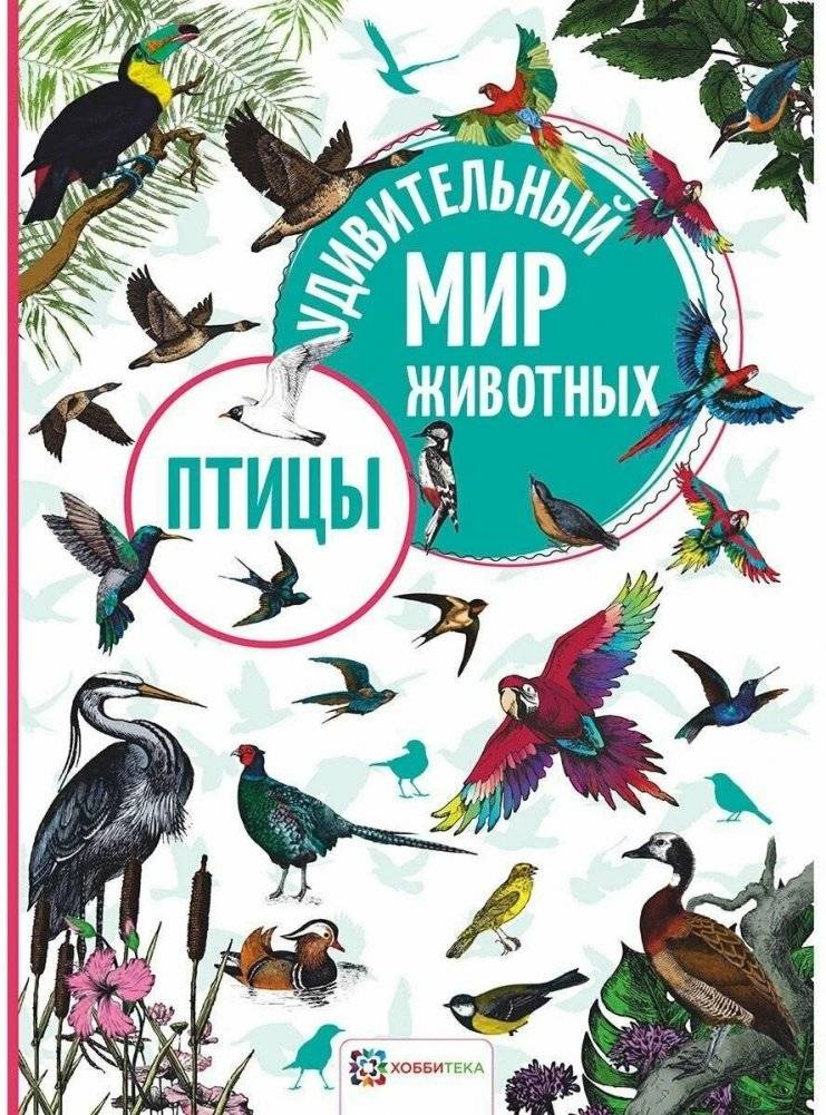 Птицы | Birds