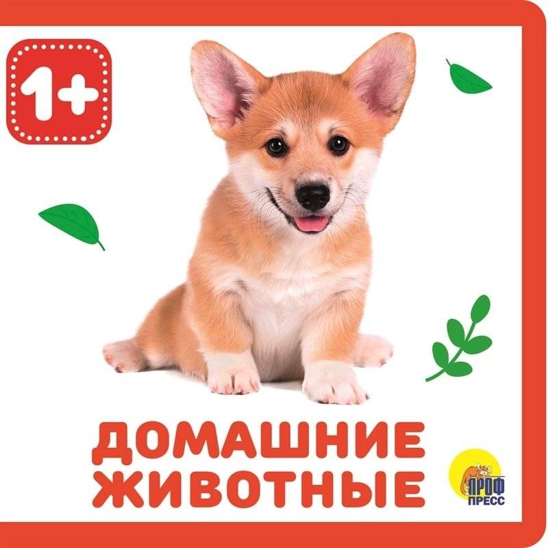 Домашние животные, книга для детей от 1 года фото книги