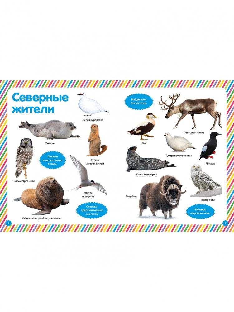 Моя первая фотокнига. Животные фото книги 2
