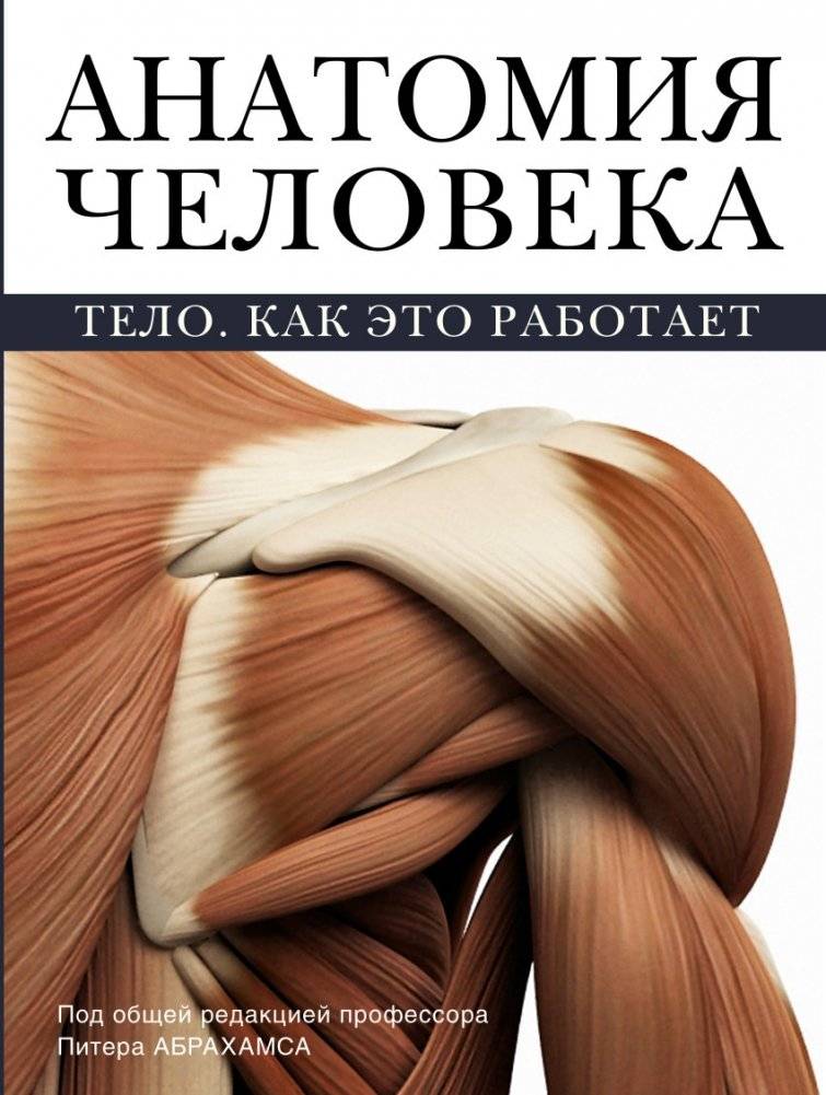Анатомия человека | Human Anatomy