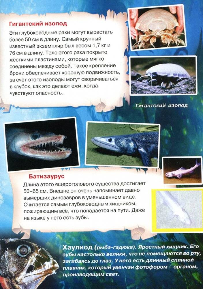 Атлас. Этот загадочный подводный мир фото книги 5