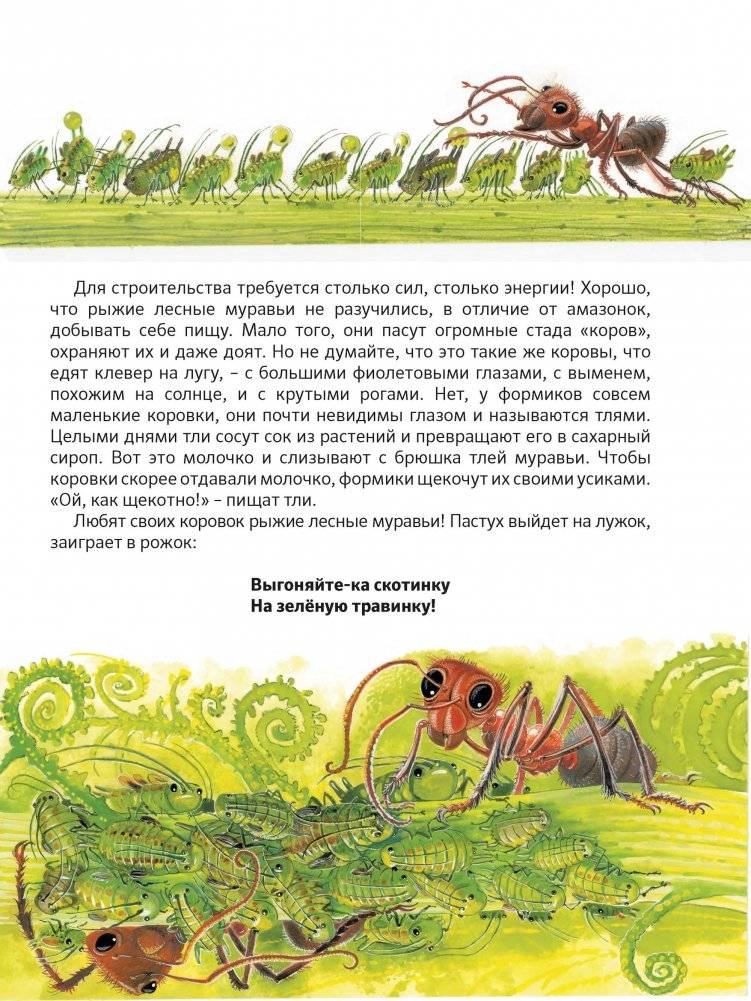 Приключения храброго муравья фото книги 8