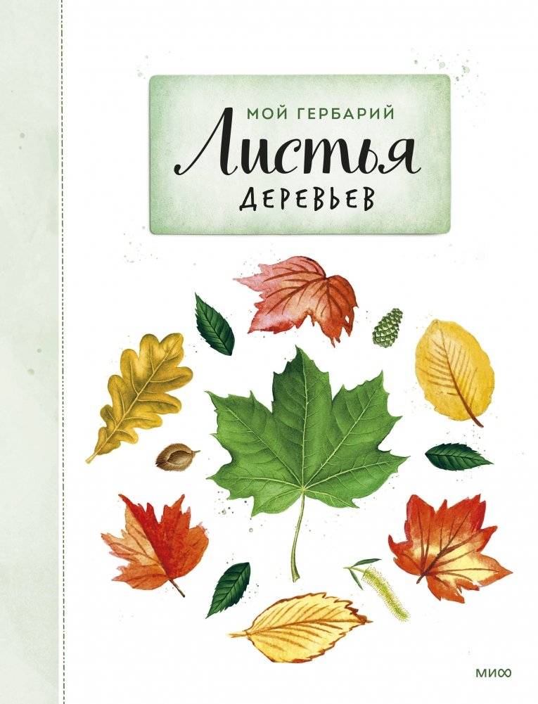 Мой гербарий. Листья деревьев | My Herbarium: Tree Leaves