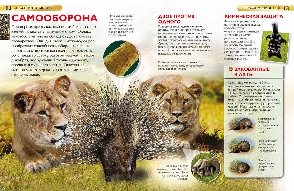 Млекопитающие фото книги 2