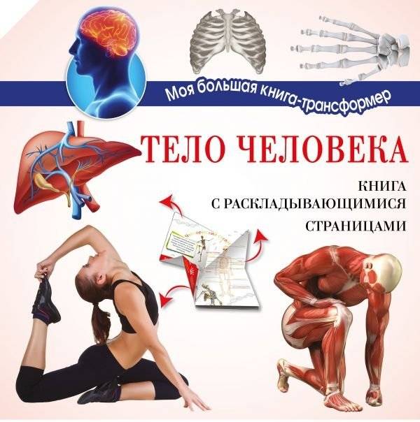 Тело человека | The Human Body