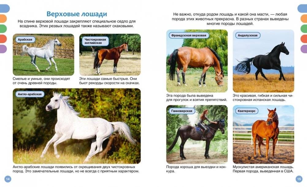 Лошади фото книги 4