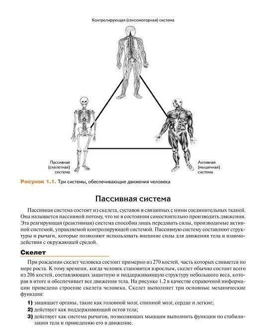 Мышечная механика фото книги 6