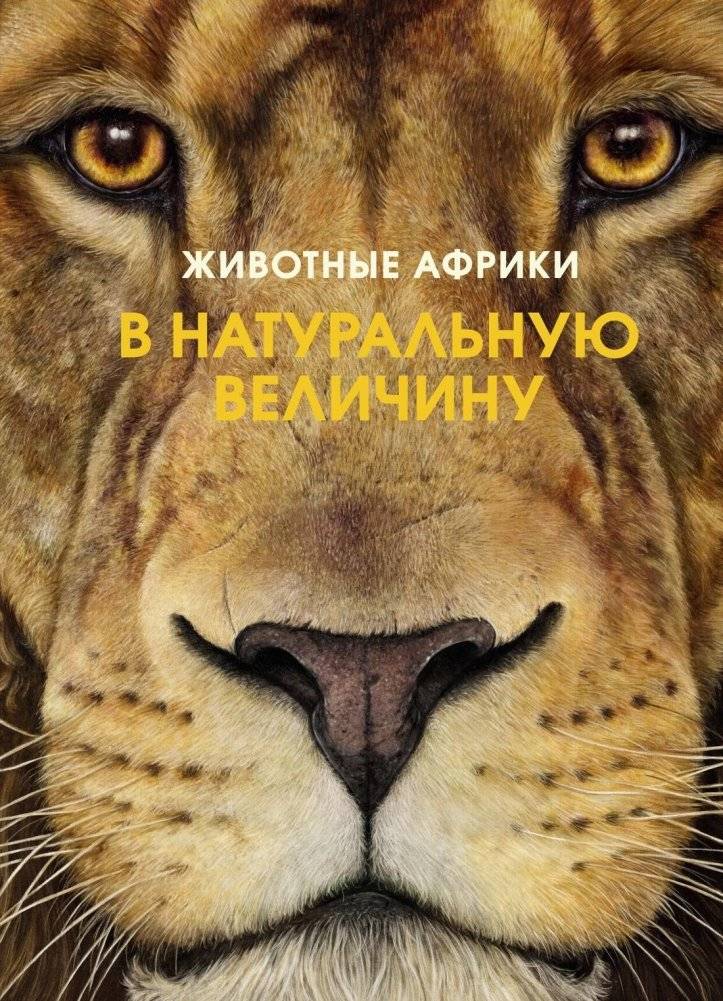 Животные Африки в натуральную величину | African Animals in Natural Size