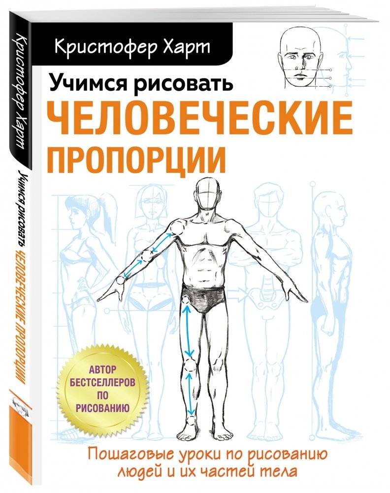 Учимся рисовать человеческие пропорции фото книги 2
