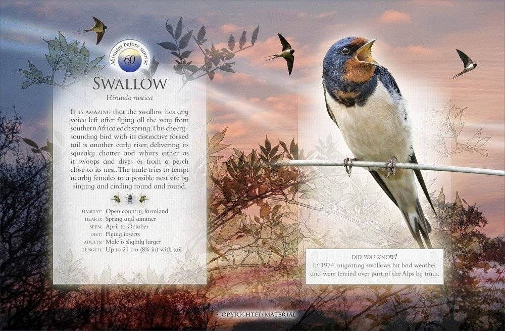The Little Book of the Dawn Chorus. Sound Book фото книги 3