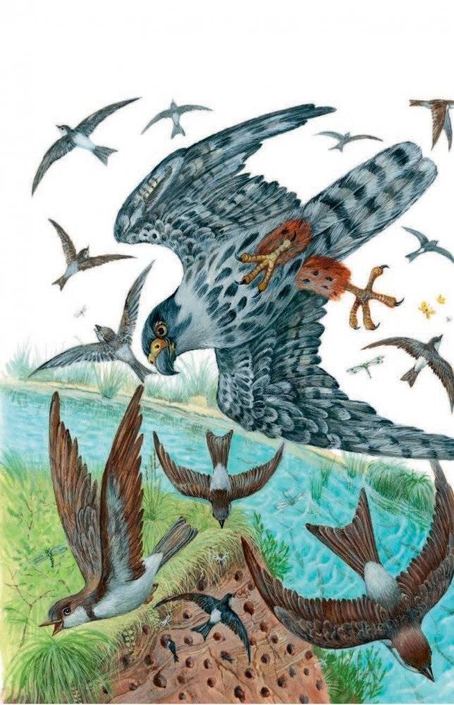 Лесные домишки фото книги 5