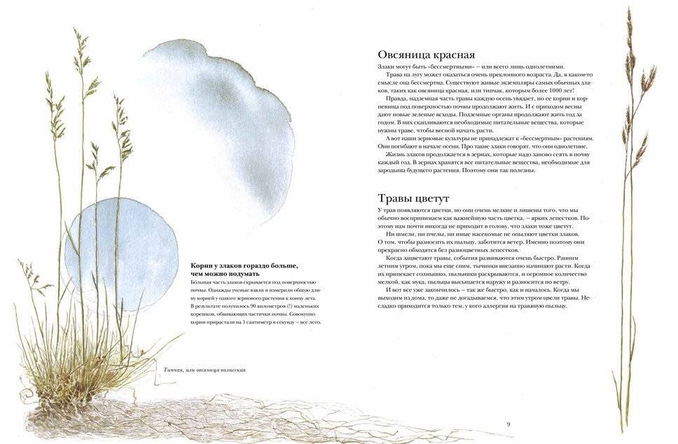 Книга злаков и трав фото книги 4