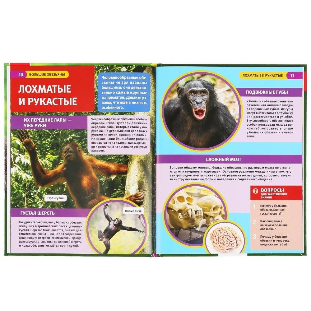 Большие обезьяны фото книги 3