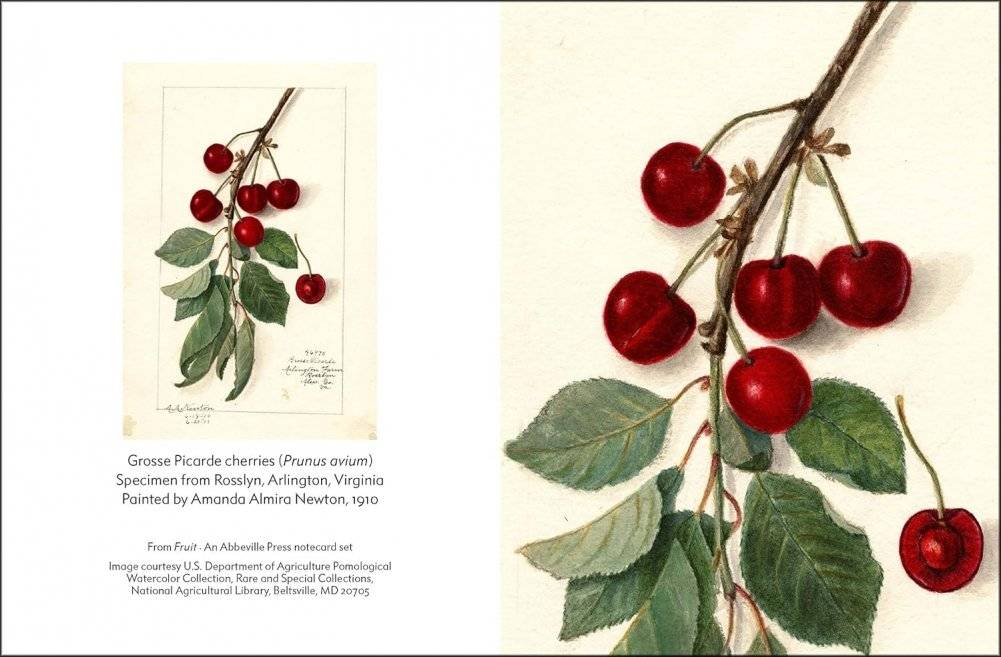 Fruit (an abbeville notecard set): Selections from the USDA Pomological Watercolor Collection (Detailed Notes) фото книги 5