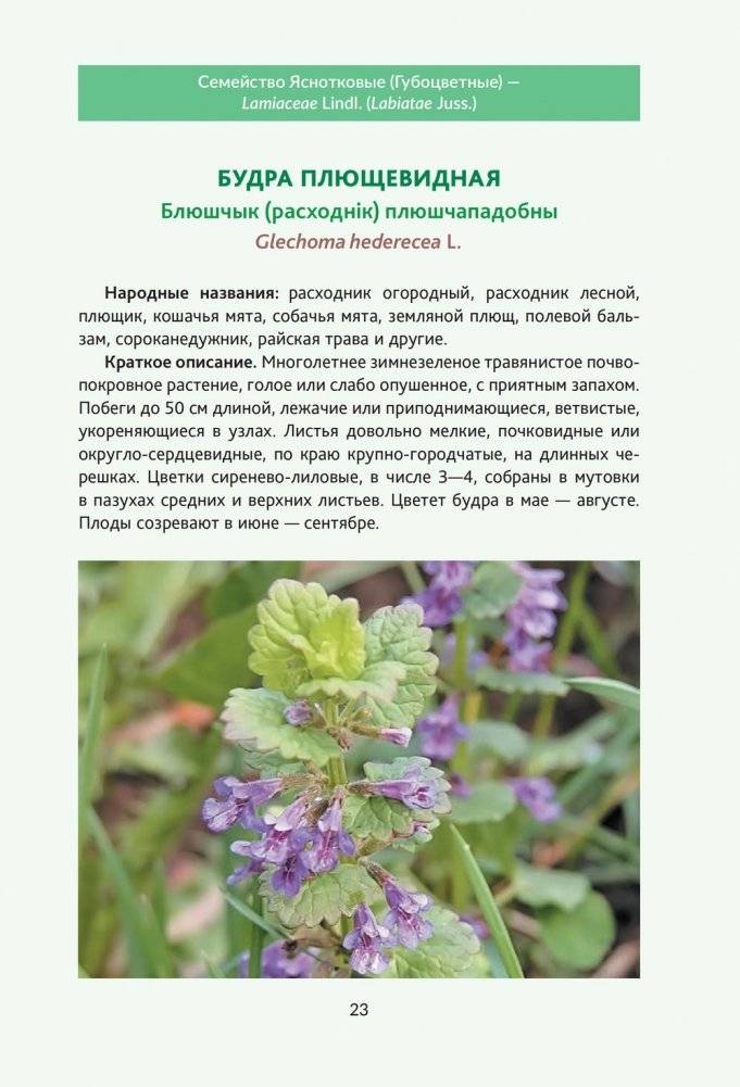 Пряно-ароматические растения природной флоры Беларуси фото книги 4