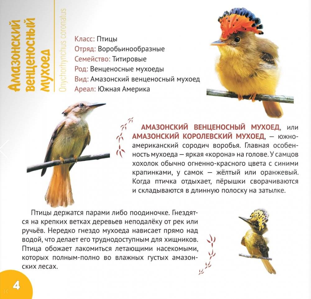 Экзотические птицы. Серия "Планета животных" фото книги 4