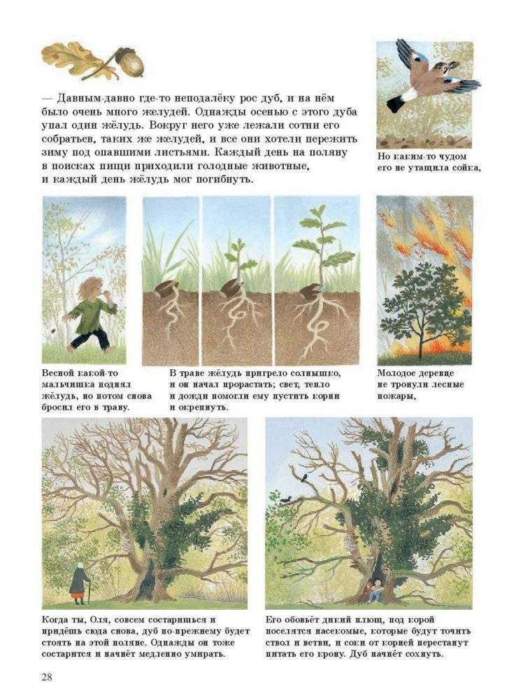Наше дерево фото книги 6