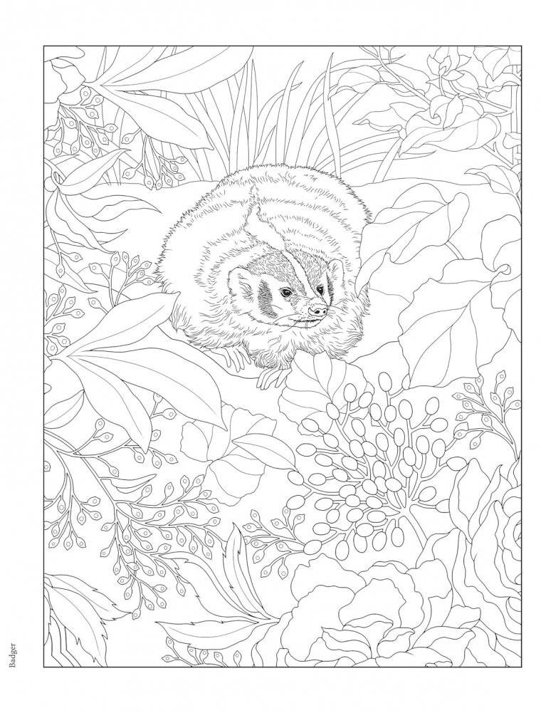 Creative Haven Forest & Woodland Wildlife Coloring Book фото книги 3