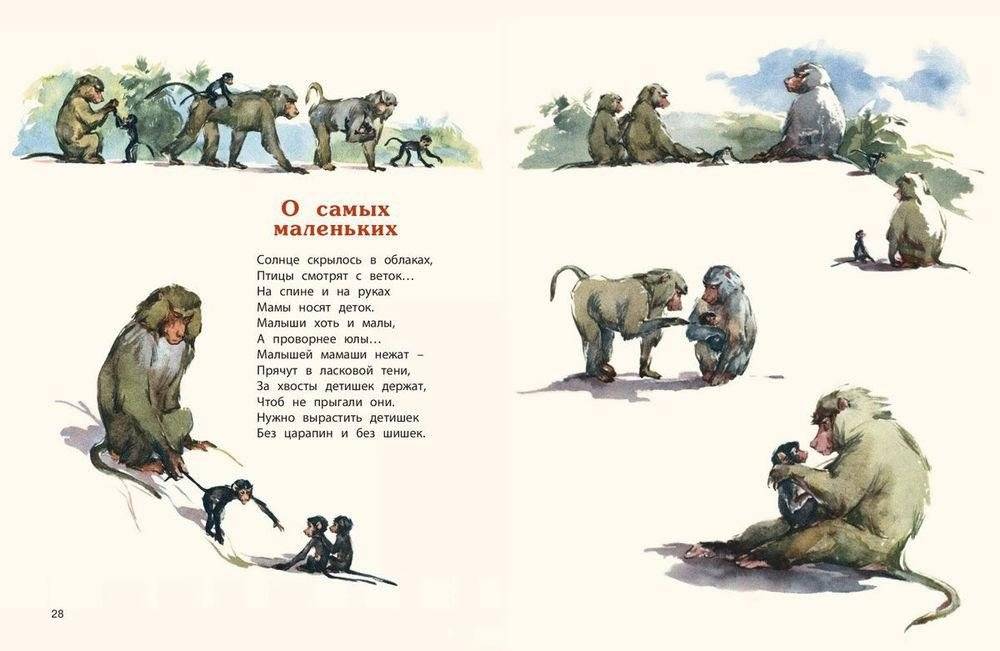 Про обезьян фото книги 5