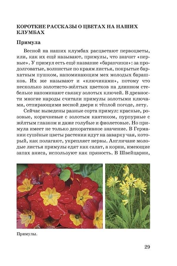 Мир без опасности. Двор. Улица фото книги 3