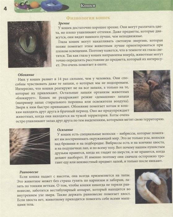 Энциклопедия. Кошки фото книги 5