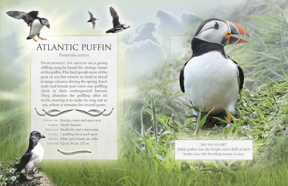 The Little Book of Ocean Animal Sounds фото книги 2