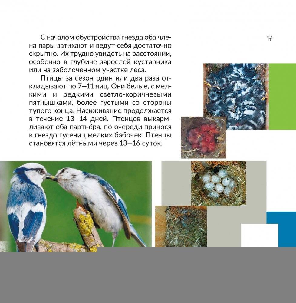 Птица года Беларуси. Белая лазоревка фото книги 7