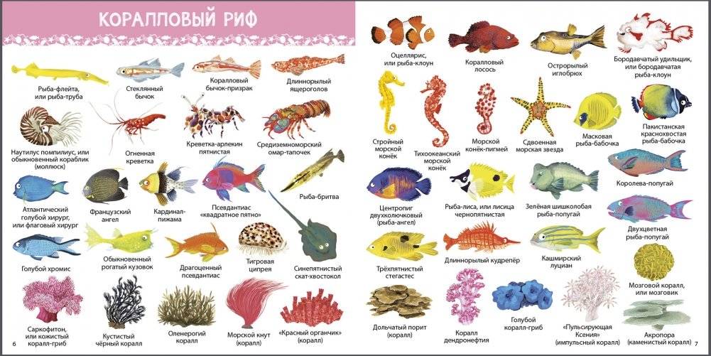1000 картинок. Подводный мир фото книги 2