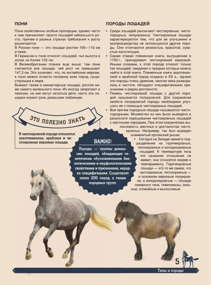 Большая энциклопедия. Лошади фото книги 6