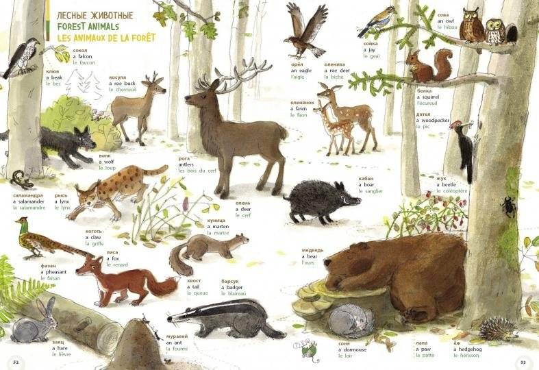 Словарь в картинках. Добро пожаловать в Кукуево! фото книги 2