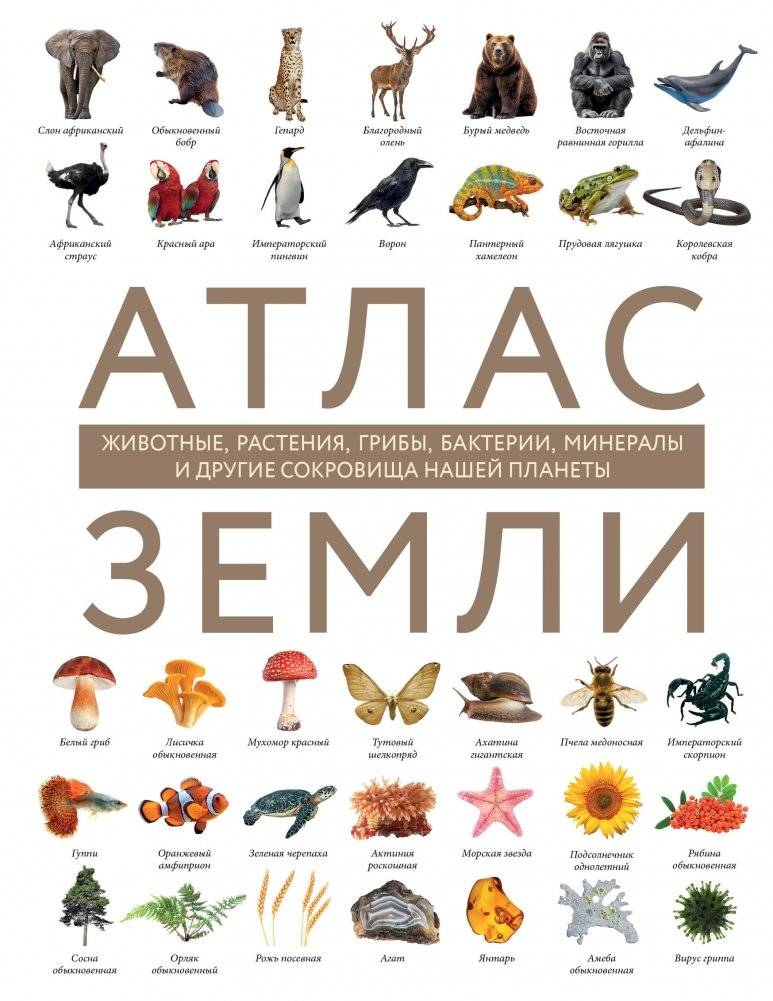 Атлас Земли. Животные, растения, грибы, бактерии, минералы и другие сокровища нашей планеты | Earth Atlas: Animals, Plants, Minerals, and Treasures