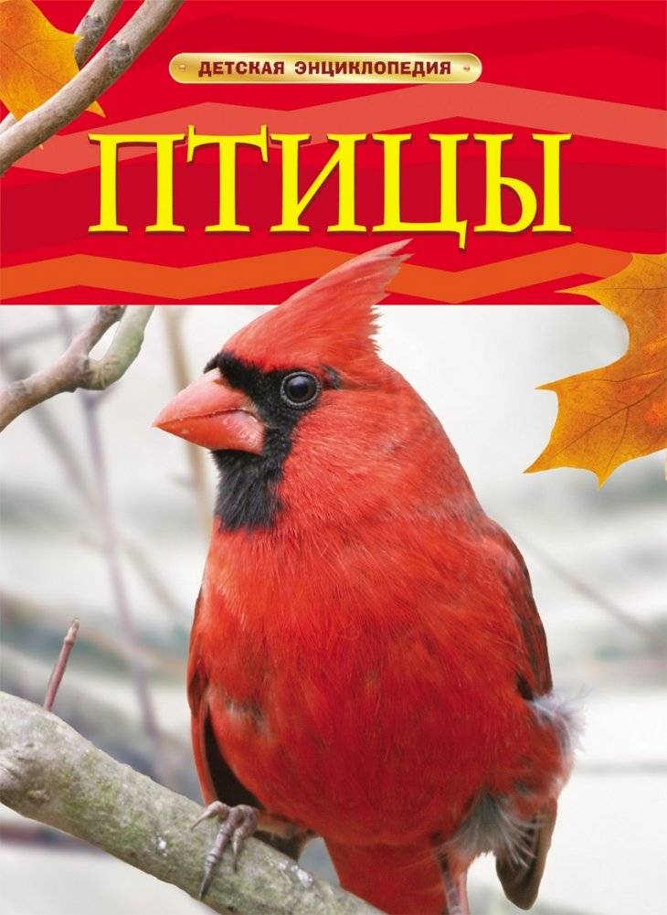 Птицы. Детская энциклопедия | Birds. Children's Encyclopedia