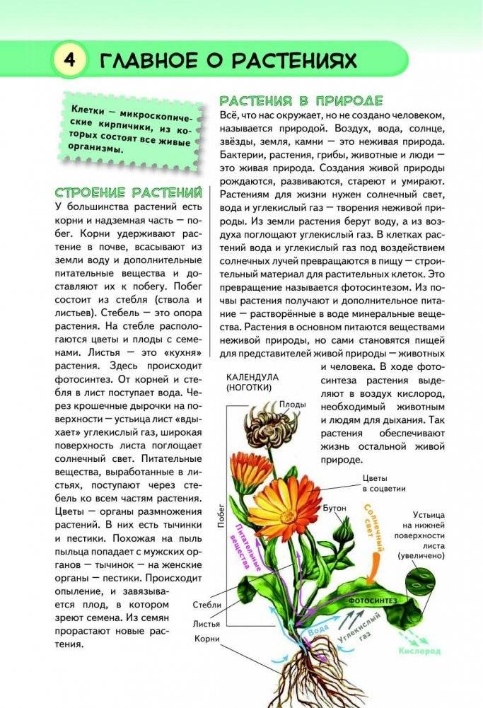 Тропические растения. Удивительная флора жарких стран фото книги 5