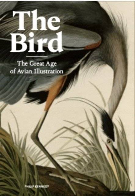 The Bird: Ornithological Art from the Age of Exploration | The Bird: Ornithological Art from the Age of Exploration