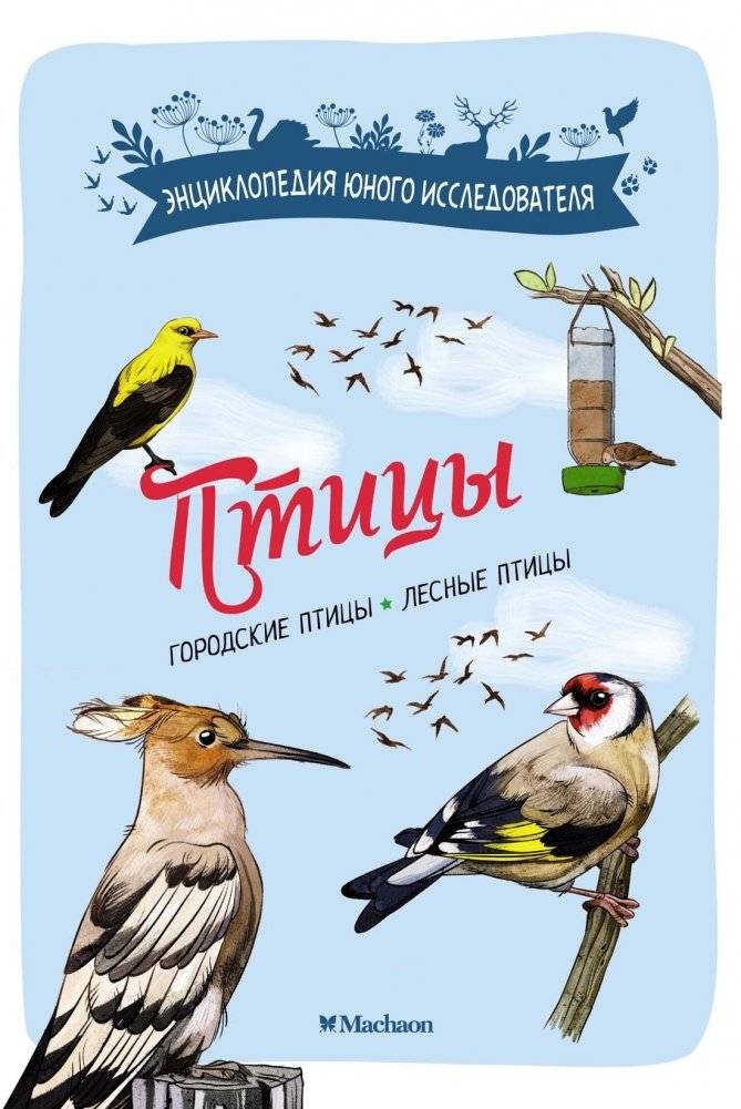 Птицы | Birds