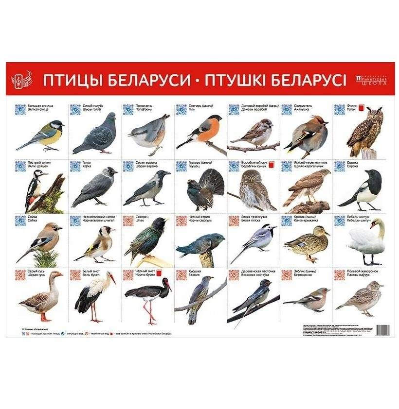 Птицы Беларуси. Птушкі Беларусі | Birds of Belarus Interactive Poster